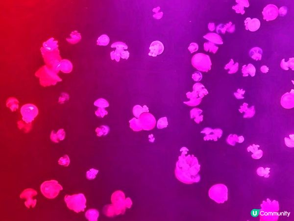 想打卡嘅大家～不妨去水母體驗館??入面嘅燈光配合唔同品種嘅水...