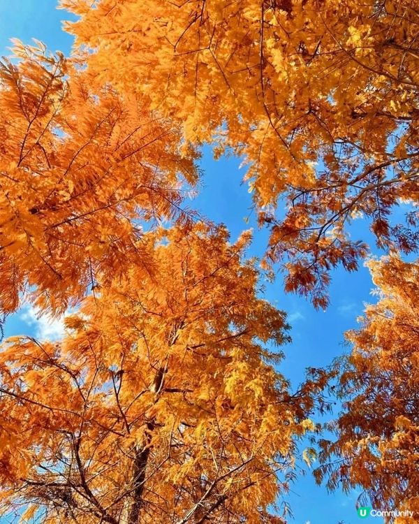欣賞紅葉🍁