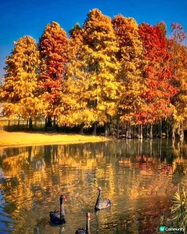 欣賞紅葉🍁