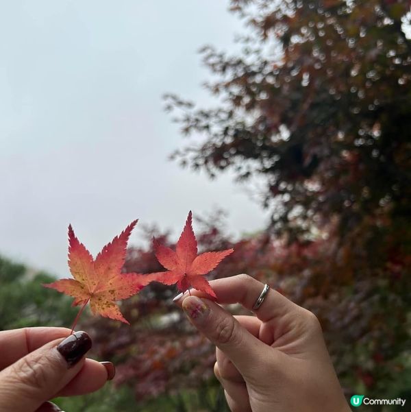［首爾］和談林🍁秋天必到景點｜照顧心靈健康
