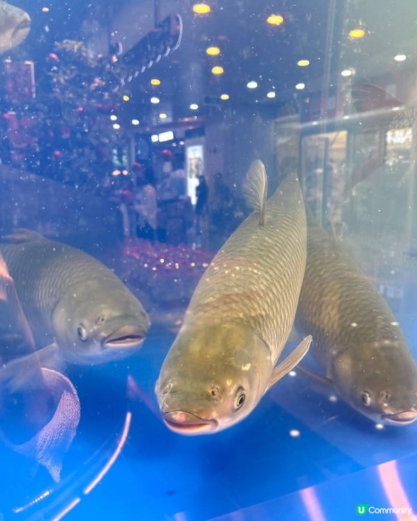 皇庭廣場🐟脆肉鯇火鍋🍲