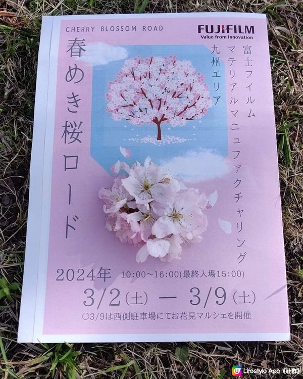 Cherry Blossom Road🌸