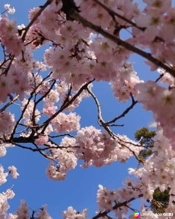 Cherry Blossom Road🌸
