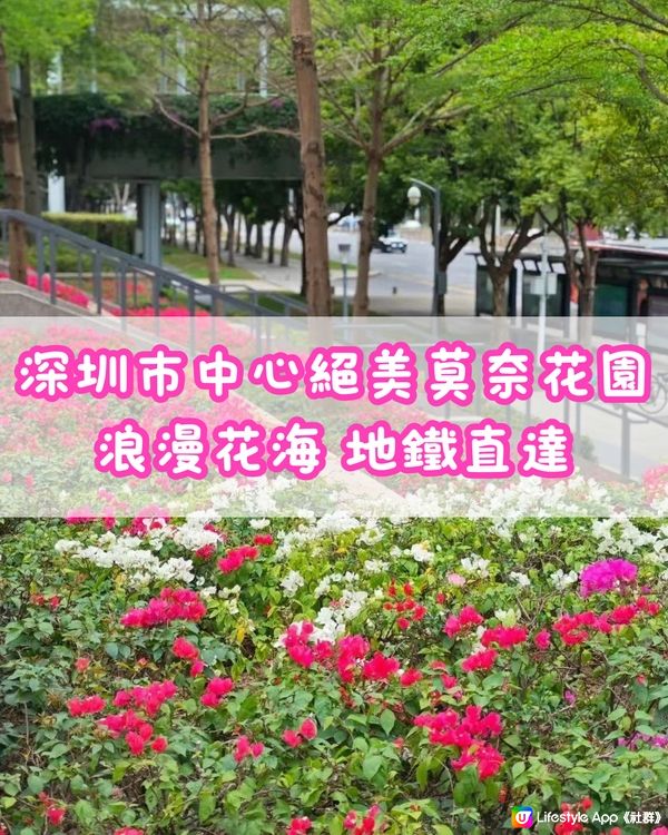 🌹深圳市中心絕美莫奈花園 浪漫花海 地鐵直達🚇