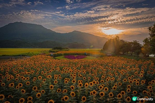 ひまわり向日葵∼上堰潟公園