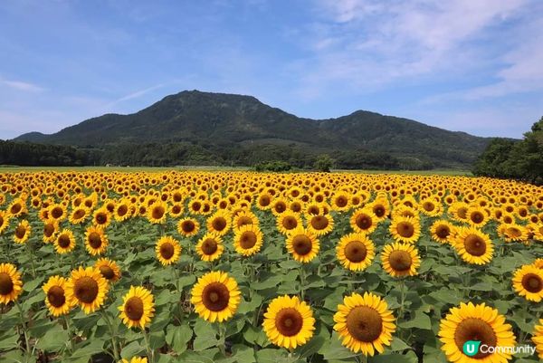 ひまわり向日葵∼上堰潟公園