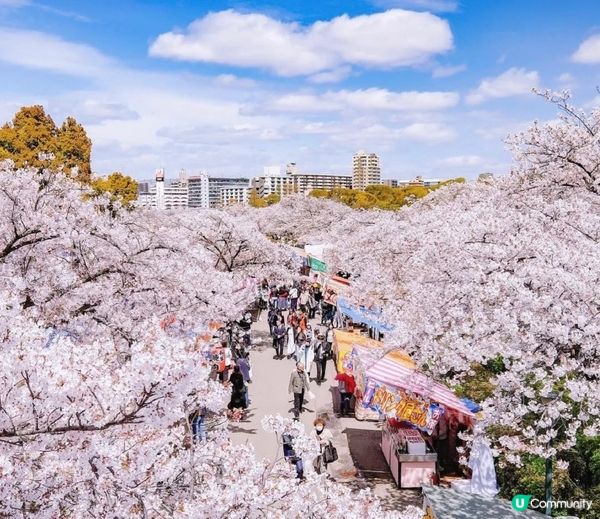 大阪最美櫻花！？關西必打卡的賞櫻名地標