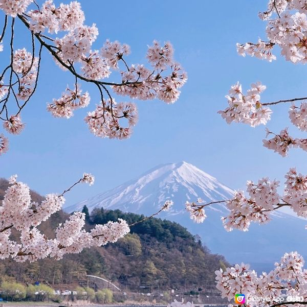 被櫻花包圍既富士山