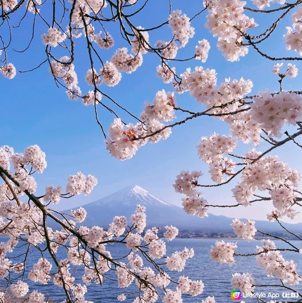 被櫻花包圍既富士山