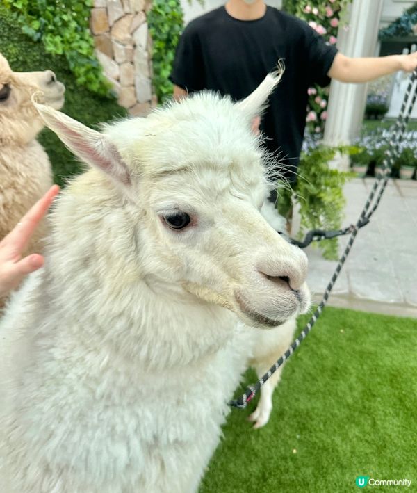 深圳龍岡關於藍打卡cafe場景又更新啦💜超浪漫羅馬風許願池⛲️