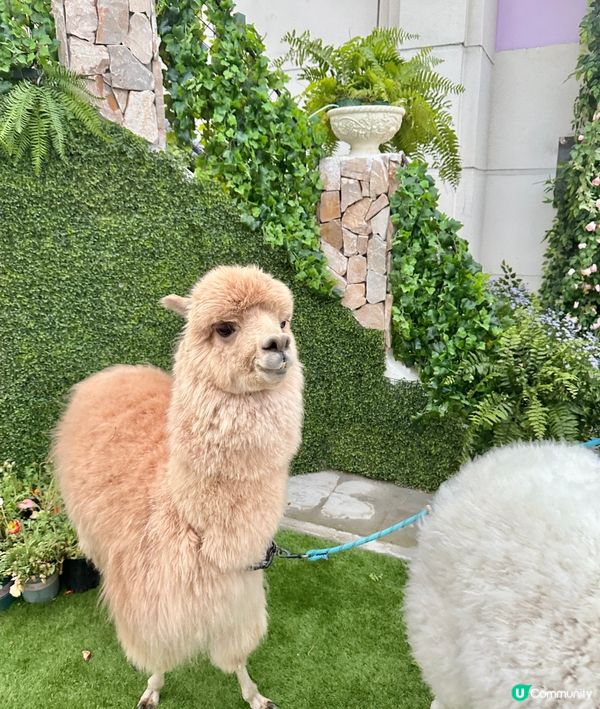 深圳龍岡關於藍打卡cafe場景又更新啦💜超浪漫羅馬風許願池⛲️