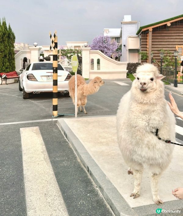 深圳龍岡關於藍打卡cafe場景又更新啦💜超浪漫羅馬風許願池⛲️