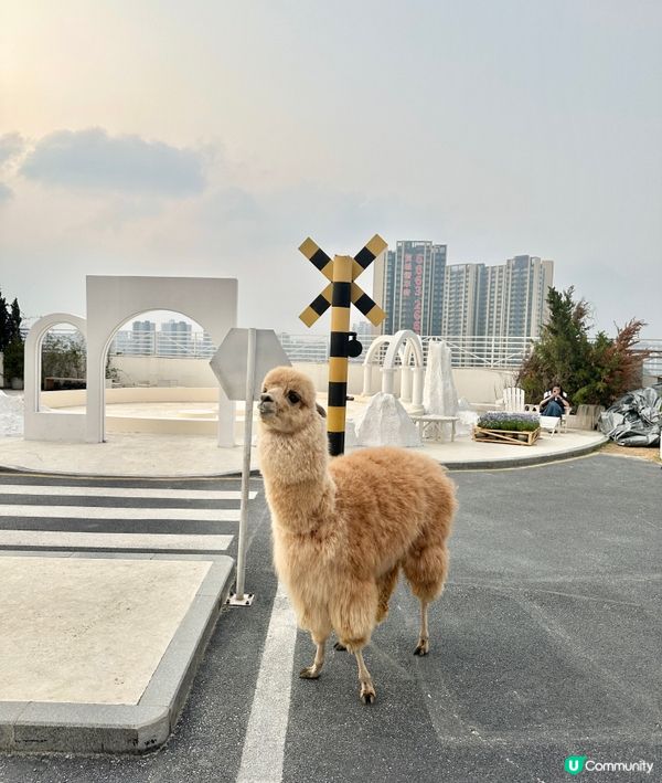 深圳龍岡關於藍打卡cafe場景又更新啦💜超浪漫羅馬風許願池⛲️
