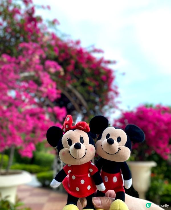 屯門黃金海岸杜鵑花海