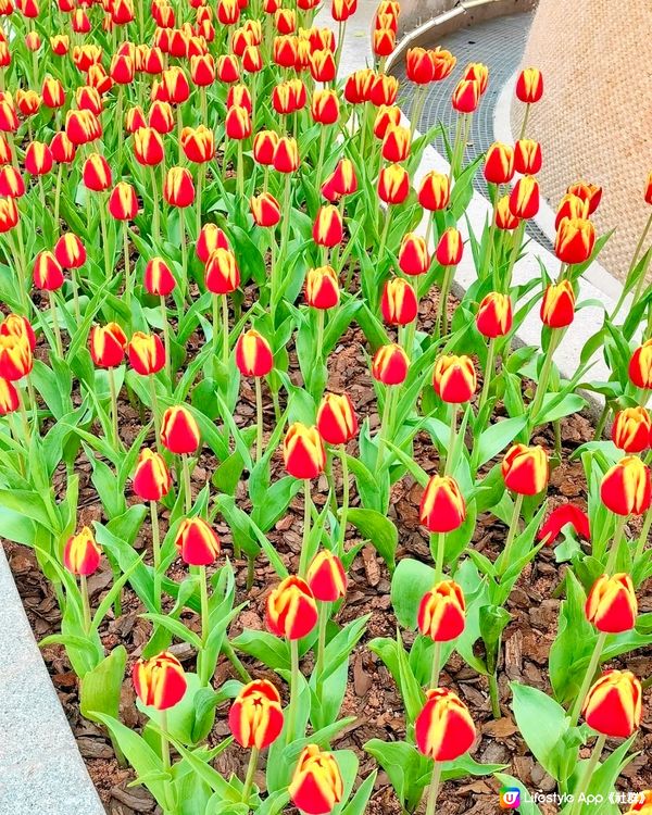 🌷深圳隱世莫奈花園🌷附最佳觀賞時間及交通詳情‼️