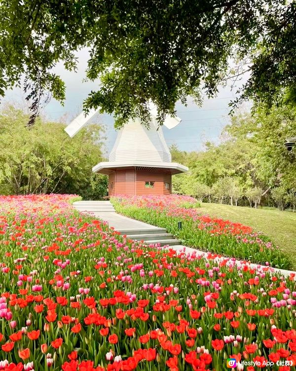 🌷深圳隱世莫奈花園🌷附最佳觀賞時間及交通詳情‼️