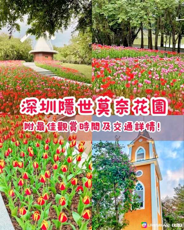 🌷深圳隱世莫奈花園🌷附最佳觀賞時間及交通詳情‼️