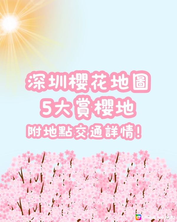 🌸深圳櫻花地圖 5大賞櫻地🌸