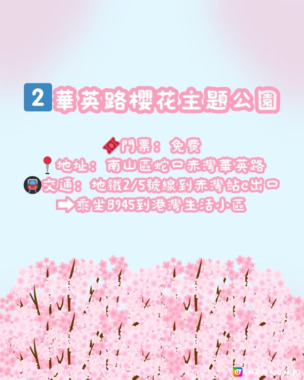 🌸深圳櫻花地圖 5大賞櫻地🌸