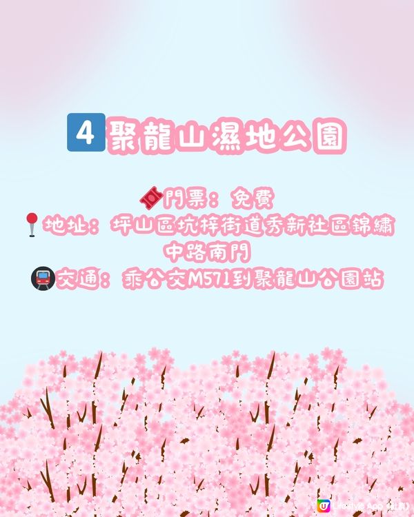 🌸深圳櫻花地圖 5大賞櫻地🌸