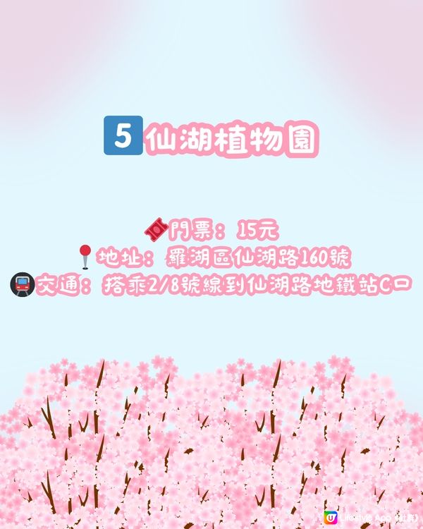 🌸深圳櫻花地圖 5大賞櫻地🌸