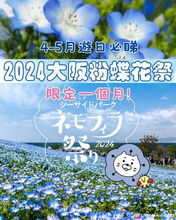 2024大阪粉蝶花祭💙限定一個月‼️