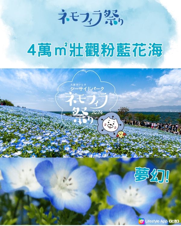 2024大阪粉蝶花祭💙限定一個月‼️