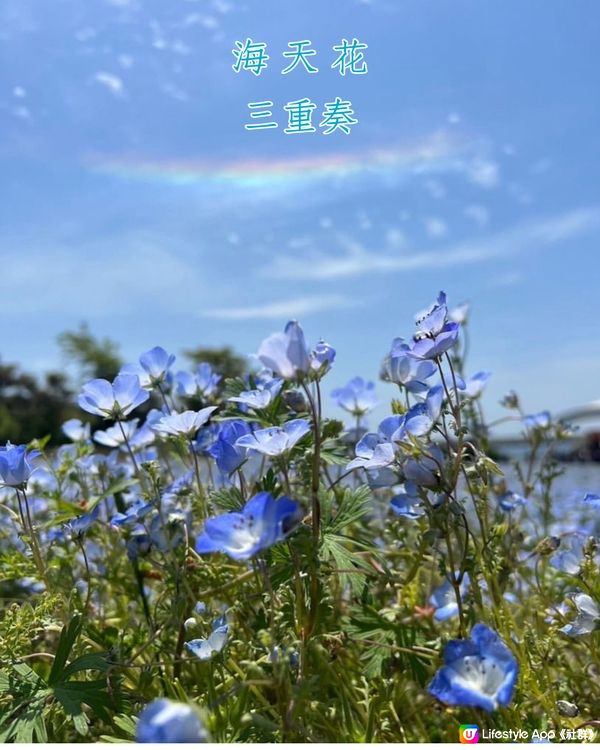 2024大阪粉蝶花祭💙限定一個月‼️