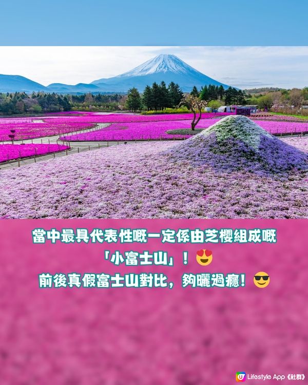 賞櫻尾班車！富士芝櫻祭開催😍50萬棵粉紅花海💗