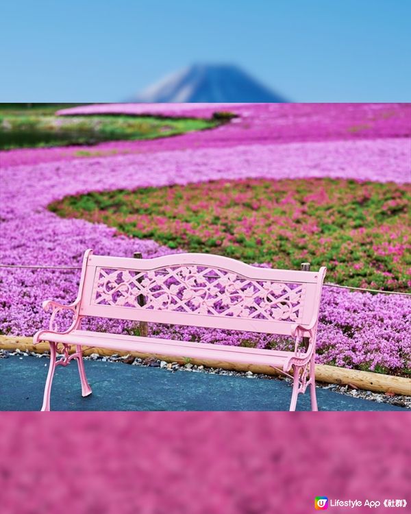 賞櫻尾班車！富士芝櫻祭開催😍50萬棵粉紅花海💗