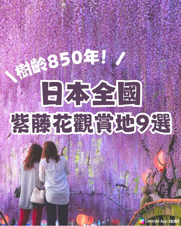 日本全國紫藤花觀賞地9選💜樹齡850年😳國家指定天然紀念物💯