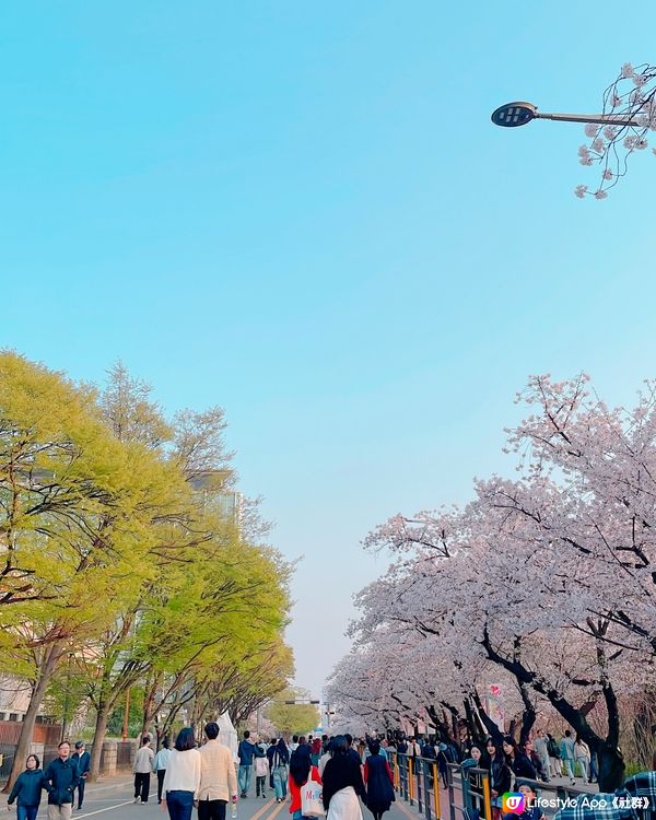 🎐首爾- 汝矣島櫻花步道