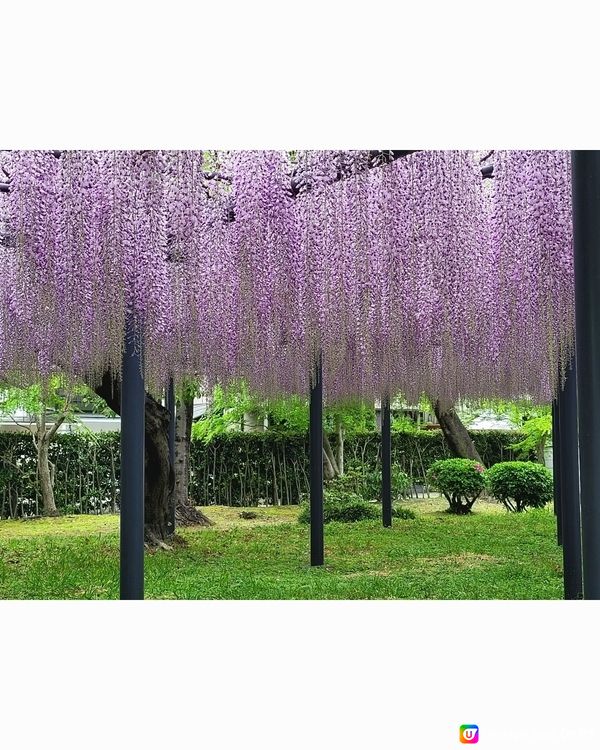 雨中漫遊平等院