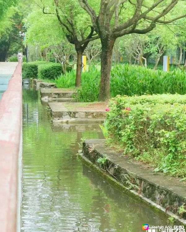 🌳深圳隱世森林仙景 最紅鳳凰花海回歸！⛲️