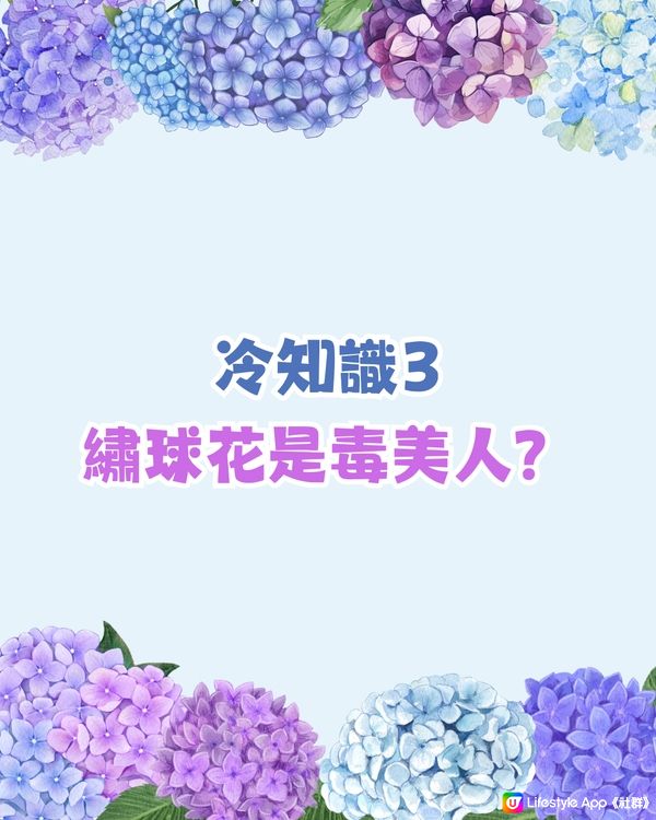 日本全國繡球花開花時間表🇯🇵💙超詳細版😍附3個冷知識🙌🏼