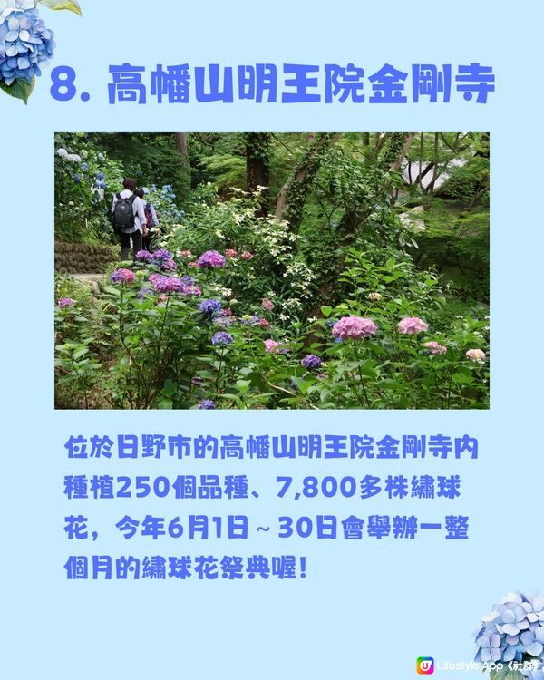 東京8大繡球花觀賞地💙💜2公里花路超夢幻😍市區近郊都有選擇😎
