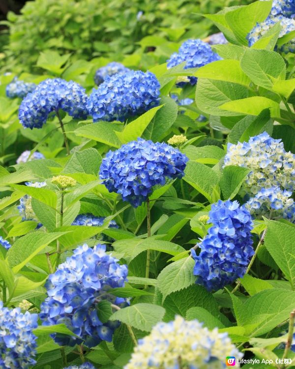 初夏限定🎐鎌倉繡球花甜品5選💙💜會變色的刨冰😳⁉️