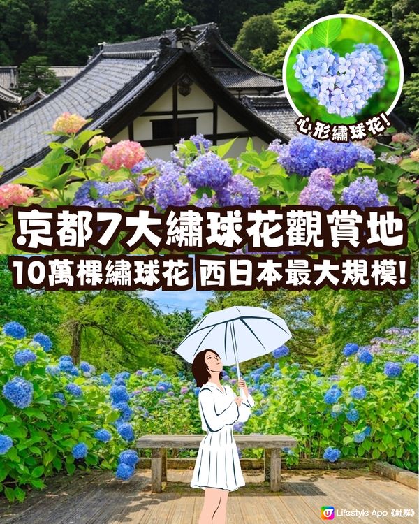 京都7大繡球花觀賞地😍10萬棵繡球花超震撼 西日本最大規模💙