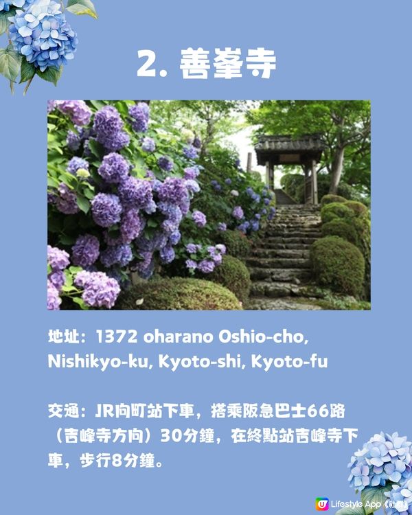 京都7大繡球花觀賞地😍10萬棵繡球花超震撼 西日本最大規模💙