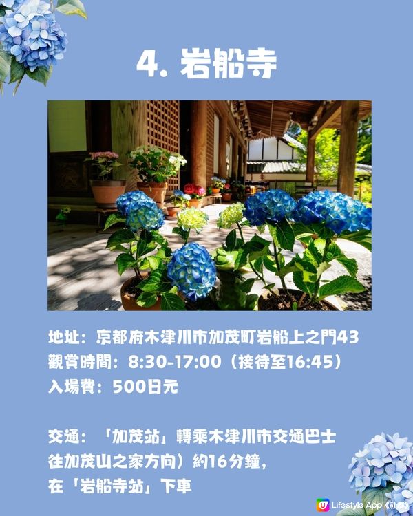 京都7大繡球花觀賞地😍10萬棵繡球花超震撼 西日本最大規模💙