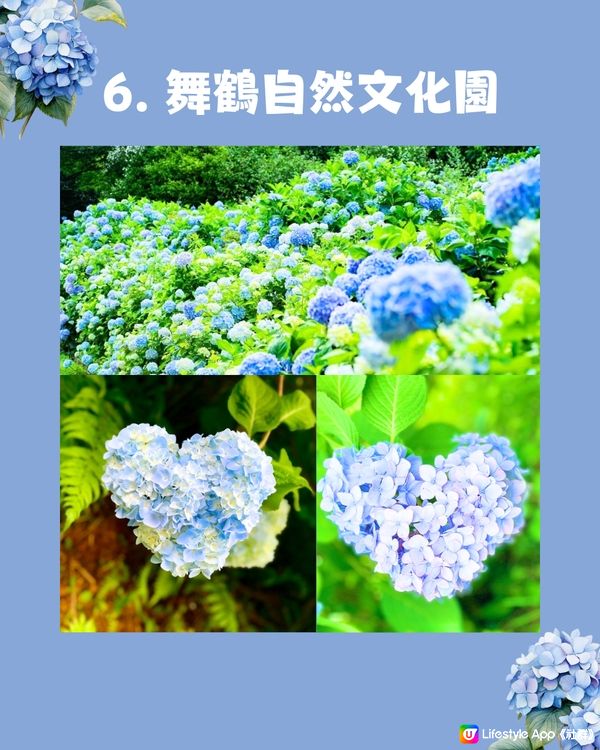 京都7大繡球花觀賞地😍10萬棵繡球花超震撼 西日本最大規模💙