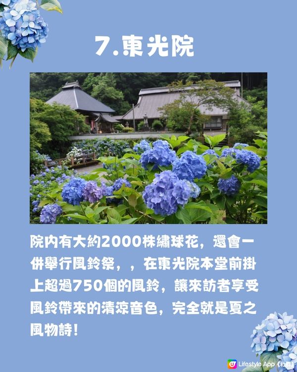 京都7大繡球花觀賞地😍10萬棵繡球花超震撼 西日本最大規模💙