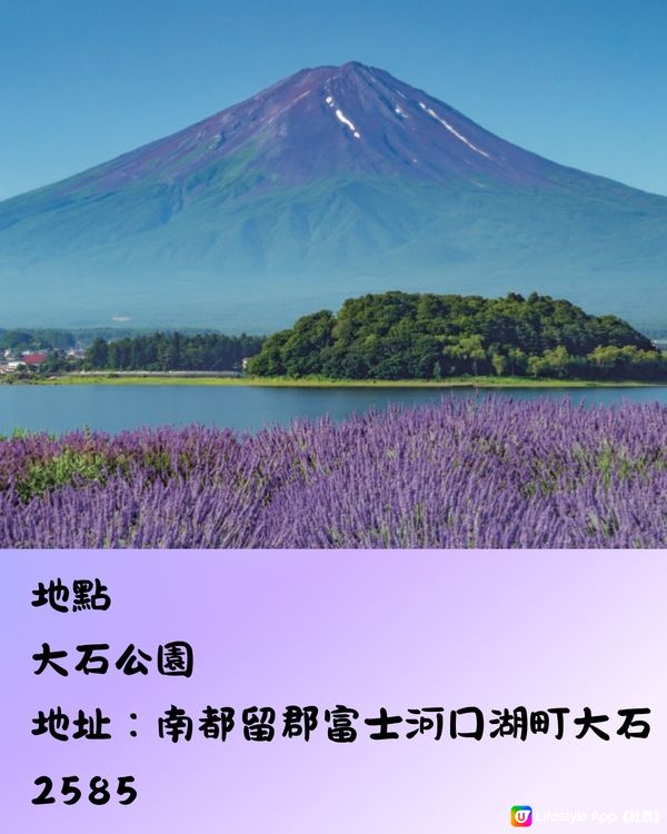 富士山河口湖薰衣草祭2024即將開催🪻附交通方法🇯🇵
