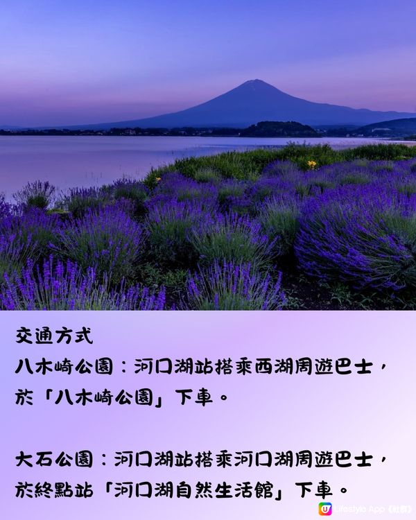 富士山河口湖薰衣草祭2024即將開催🪻附交通方法🇯🇵