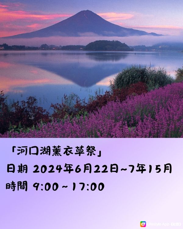 富士山河口湖薰衣草祭2024即將開催🪻附交通方法🇯🇵