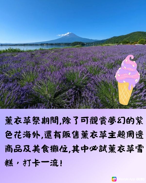 富士山河口湖薰衣草祭2024即將開催🪻附交通方法🇯🇵