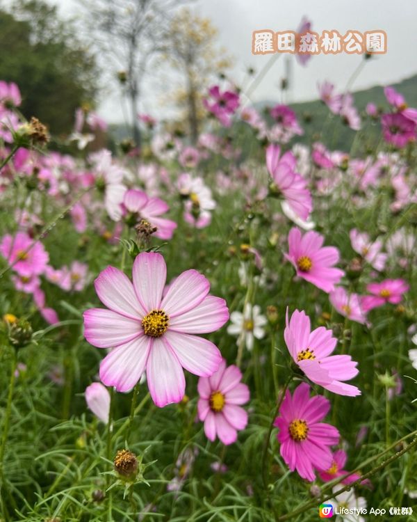 深圳寶安區10個必去公園-下集💐