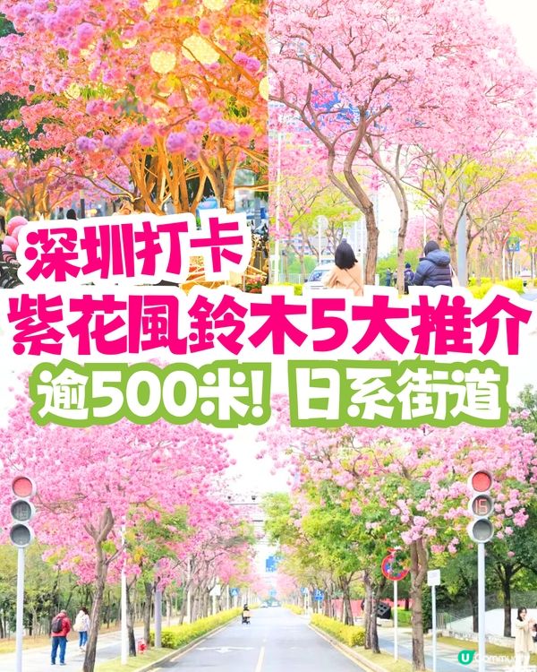 深圳紫花風鈴木