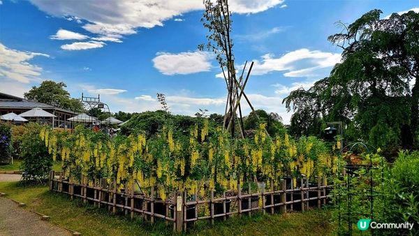 日本Fuji大藤~ 『紫色/黃色/白色』 各有千秋