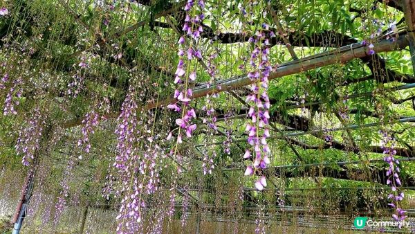日本Fuji大藤~ 『紫色/黃色/白色』 各有千秋